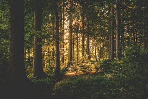 Wild forest