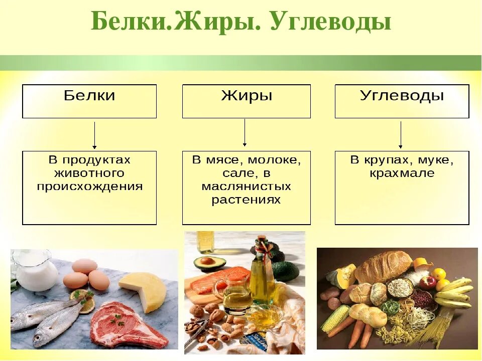 Жиры и белки в каких