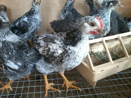 Куры котляревская отзывы