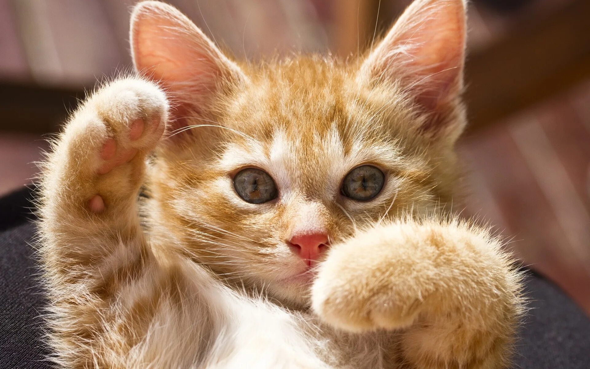 Что такое котик. Котики. милые коты. забавные котята. рыжий котёнок.