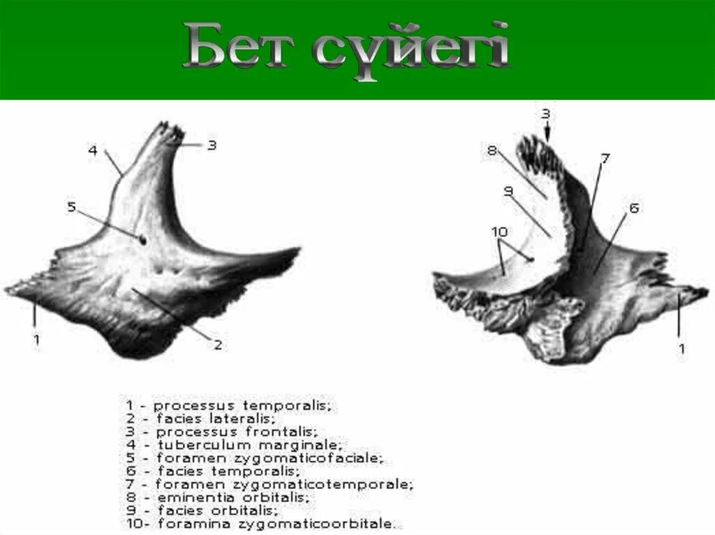 Анатомия скуловой кости. Скуловая кость анатомия Синельников. Скуловая кость черепа анатомия. Скуловая кость анатомия строение. Скуловая кость, анатомические структуры..