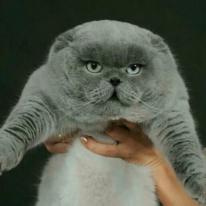 Сколько живут скоттиш