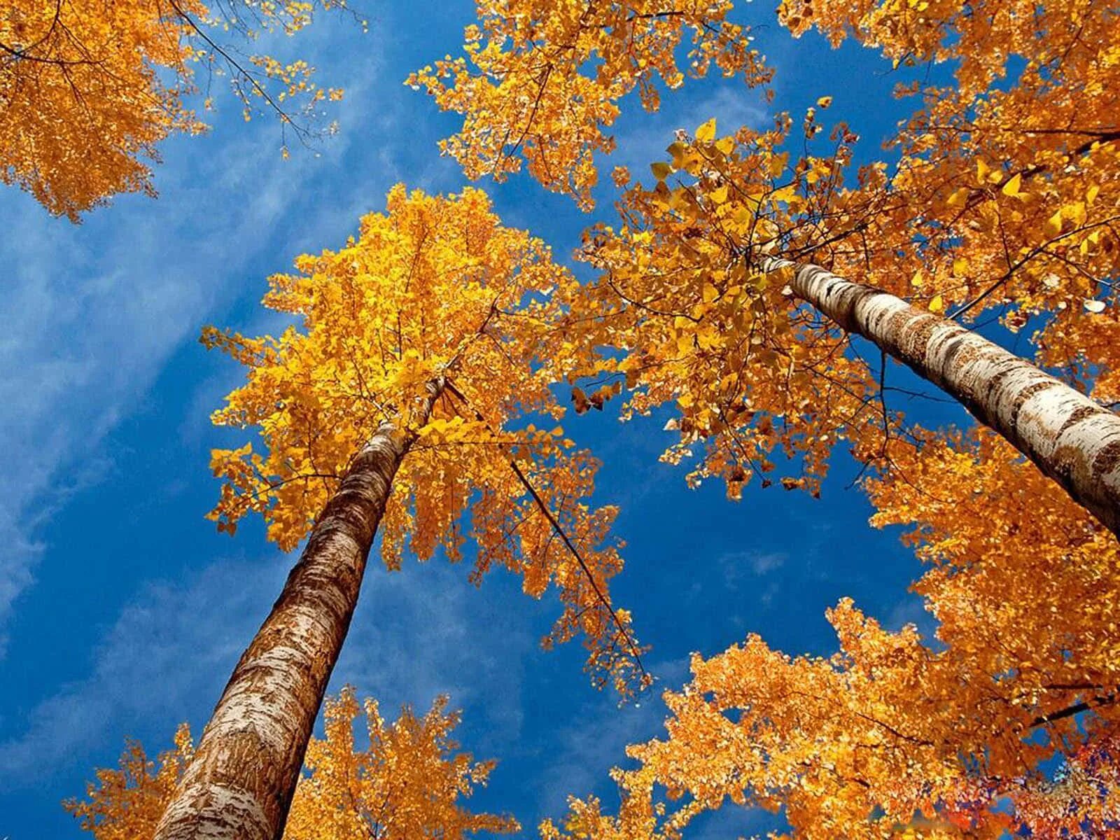 Autumn live. Autumn live