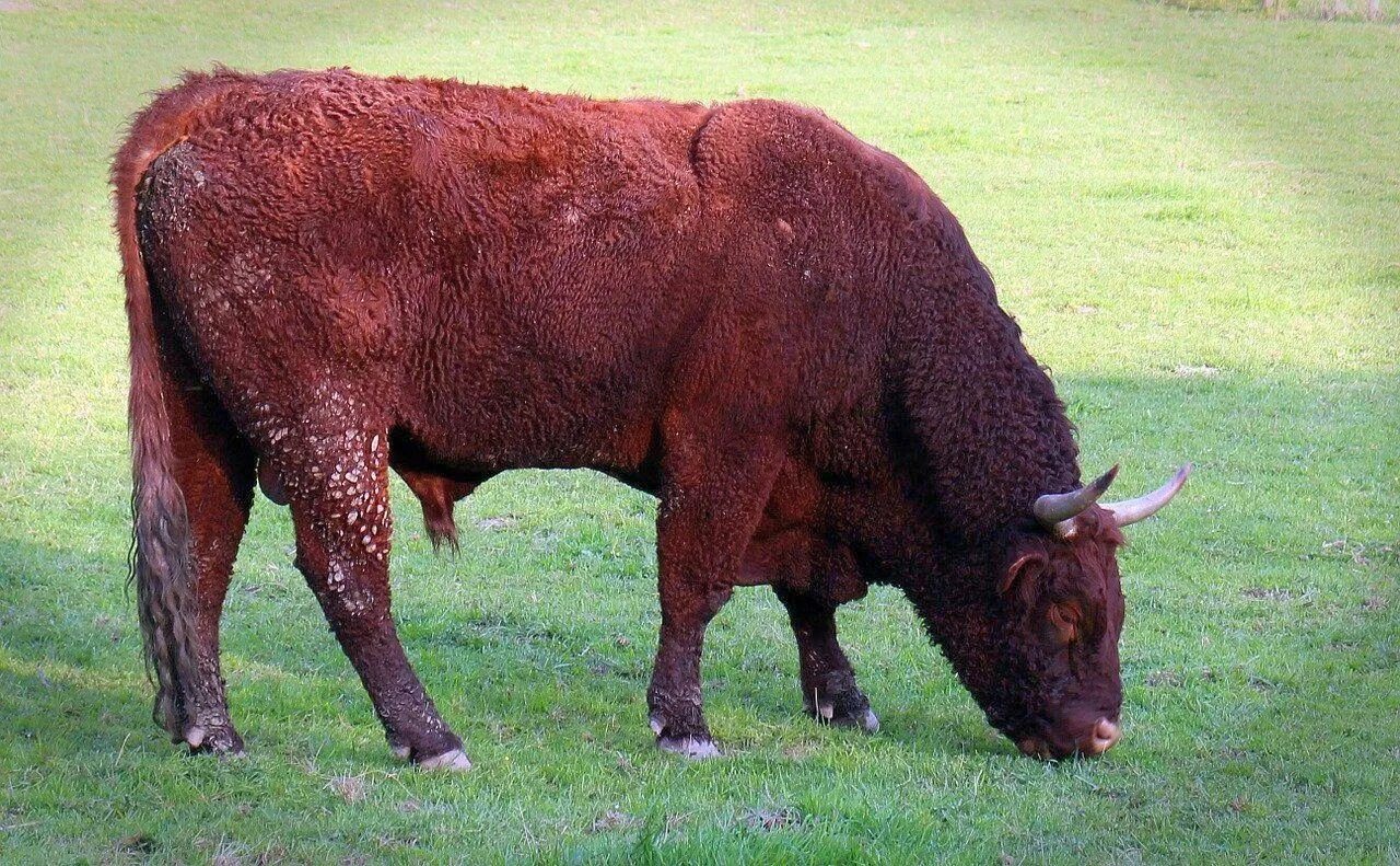 Бики картинки. Племенной бык Бугай. Бизон рогатый скот. Иберийская порода Быков. Домашние животные бык.