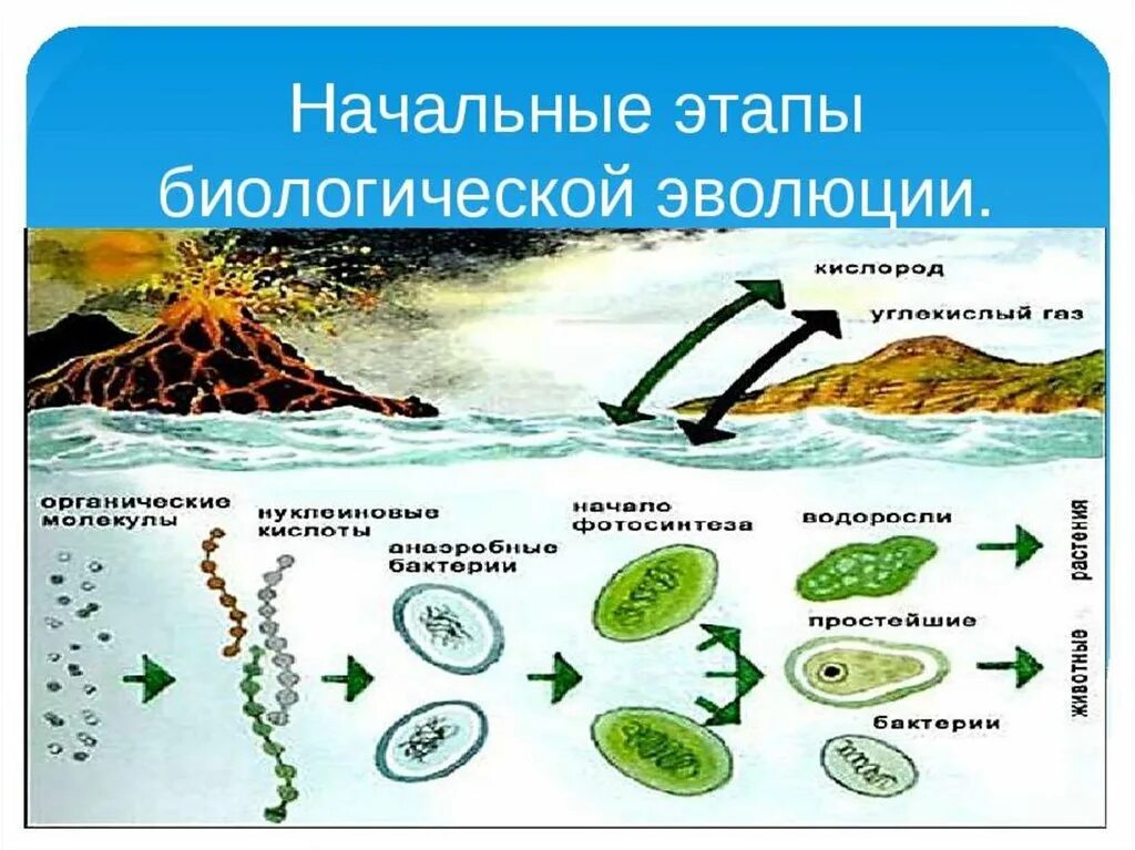 Жизнь возникла в первичном. Возникновение жизни на земле теория биохимической эволюции. Гипотеза химической эволюции. Начальные этапы биологической эволюции. Схема гипотезы происхождения жизни на земле.