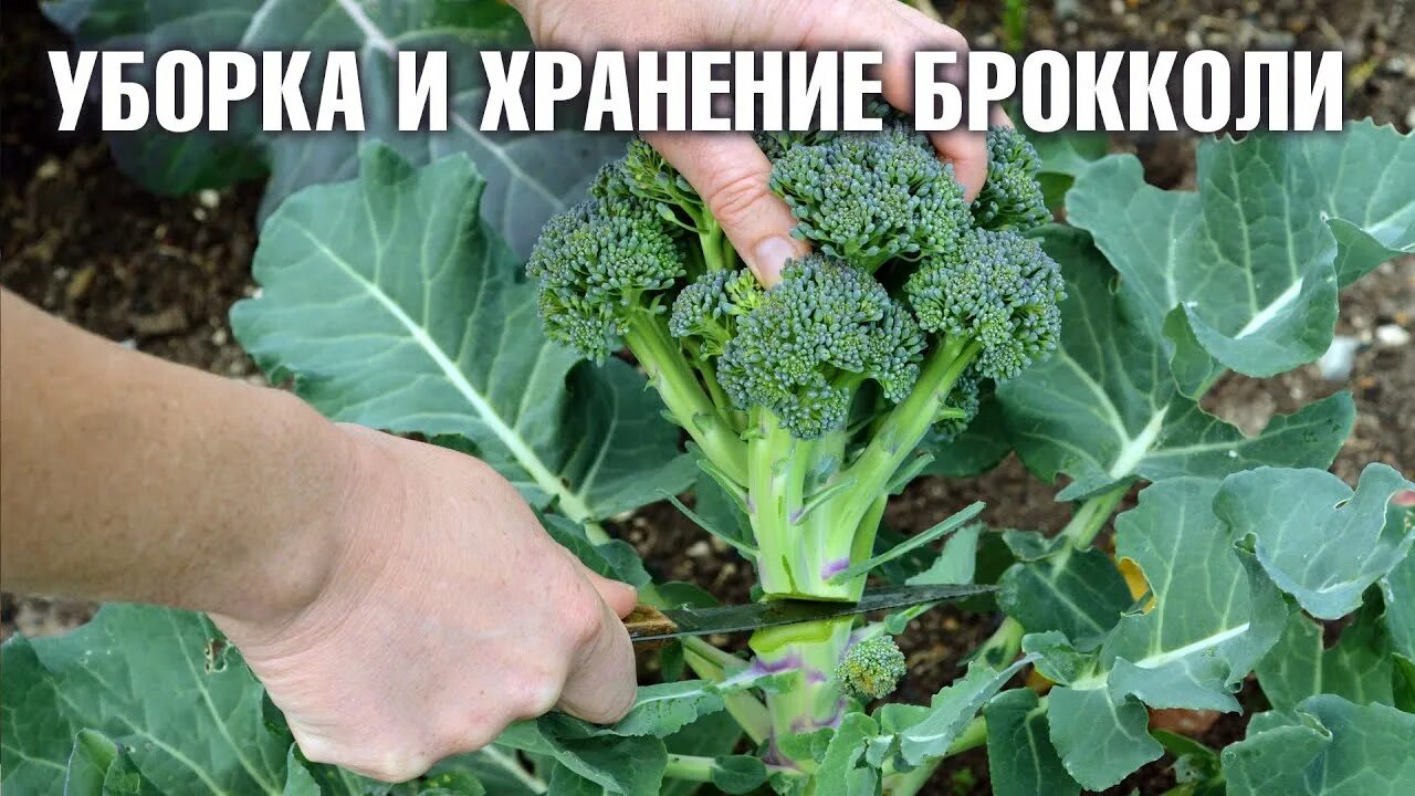 Брокколи - тезисно о самом главном: важные нюансы выращивания капусты брокколи Д