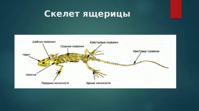 Скелет ящерицы биология 7 класс. Скелет ящерицы. Строение скелета ящерицы. Внешнее строение пресмыкающегося.