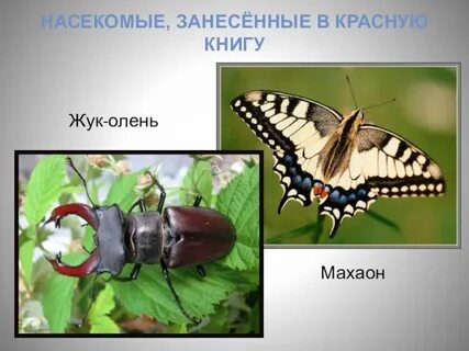 Насекомые занесенные в красную
