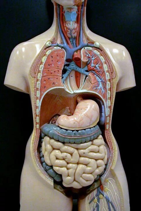 Анатомия человека. Пеатмоич человнка. Полная анатомия человека. Анатомия полдного человека.