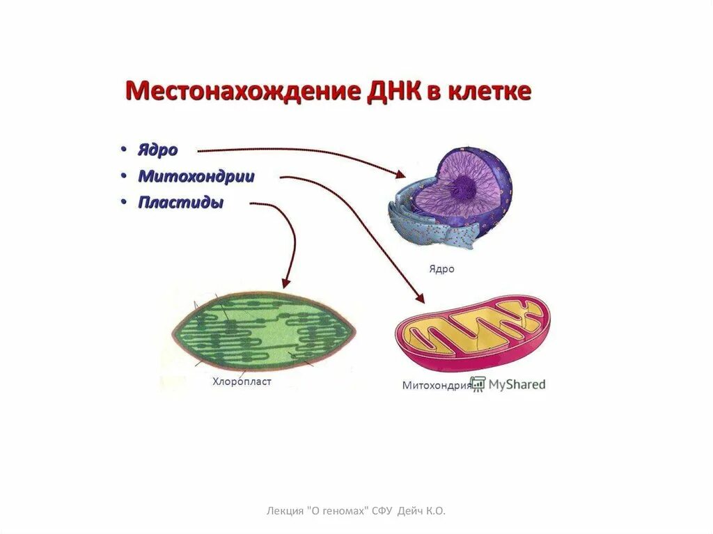 Расположение в ядре днк