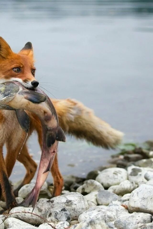 Что умеют лисы. Что умеют делать лисы. Что не умеет делать лиса. Лиса что делает. Что умеет лис.