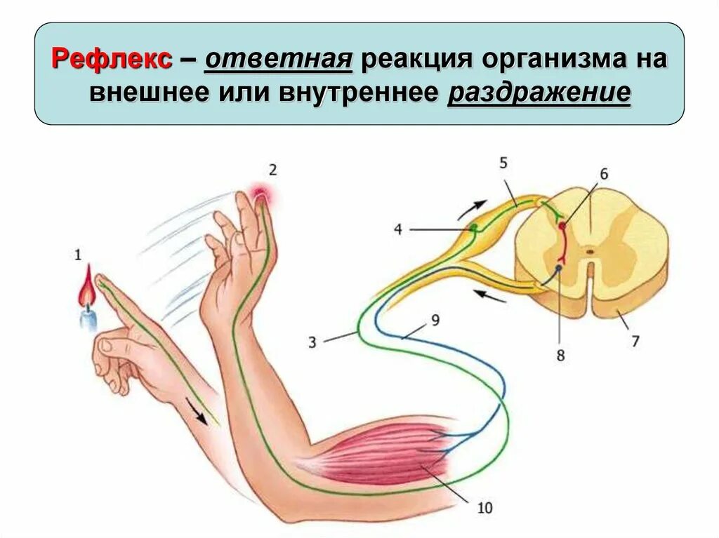 Схема рефлекторной дуги защитного сгибательного рефлекса. Схема рефлекторной дуги отдергивания руки от горячего предмета. Схема рефлекторной дуги сгибательного рефлекса руки. Схема рефлекса отдергивания руки от горячего предмета. Двигательные реакции организма