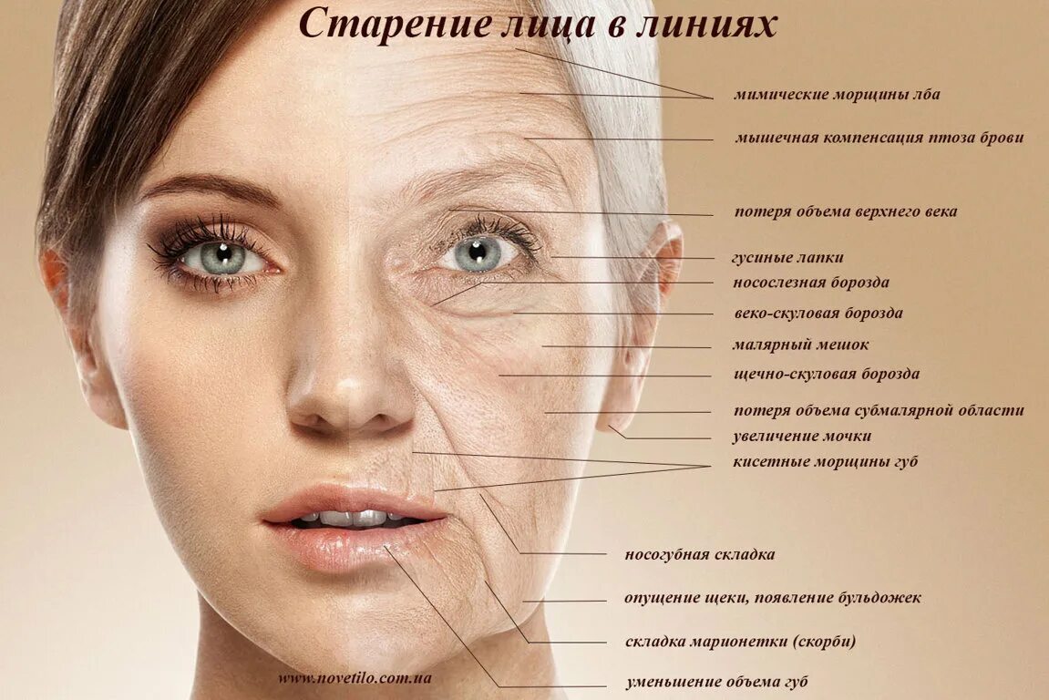 Мимические складки лица. Как называется кожа под глазами. Складки на лице названия. Складки на лице названия. Как называется кожа под глазами.