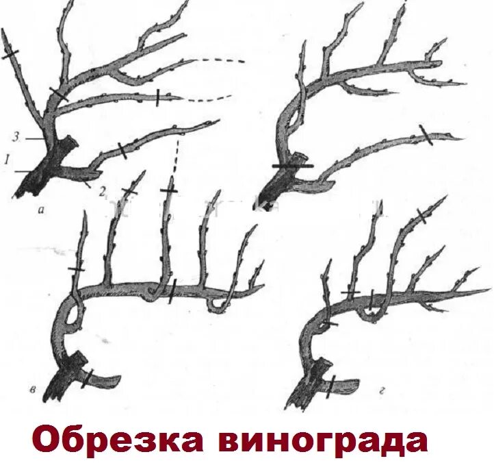 Как обрезать виноград весной видео. Обрезка лозы винограда весной. Подрезка винограда весной схема. Схема обрезания винограда. Обрезка винограда осенью.