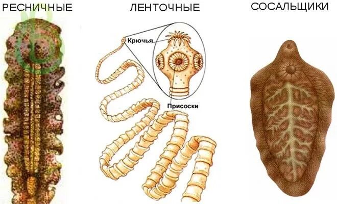 Нервная система червей паразитов. Ресничные черви строение. ленточные и ресничные черви. пищеварительная система плоских ленточных червей. класс ленточные тип плоские черви пищеварительная система.