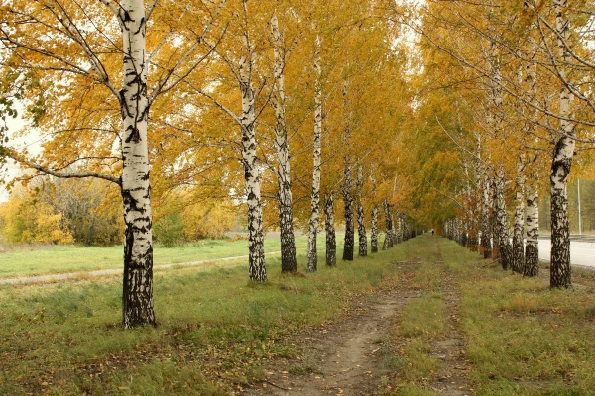 Сквер березовая роща тюмень. Парк березовая роща. Березова роща сквер омск. Прешпект ясная поляна. Березовая аллея осень.