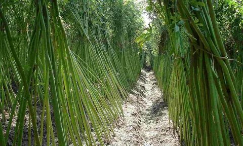 Plant fiber
