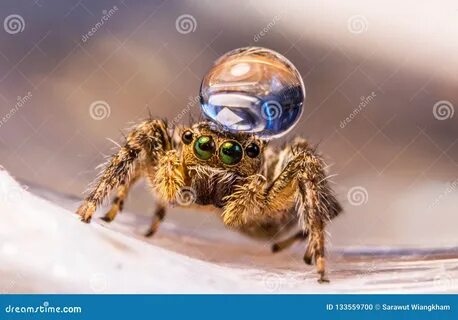 Jumping spiders with water hats