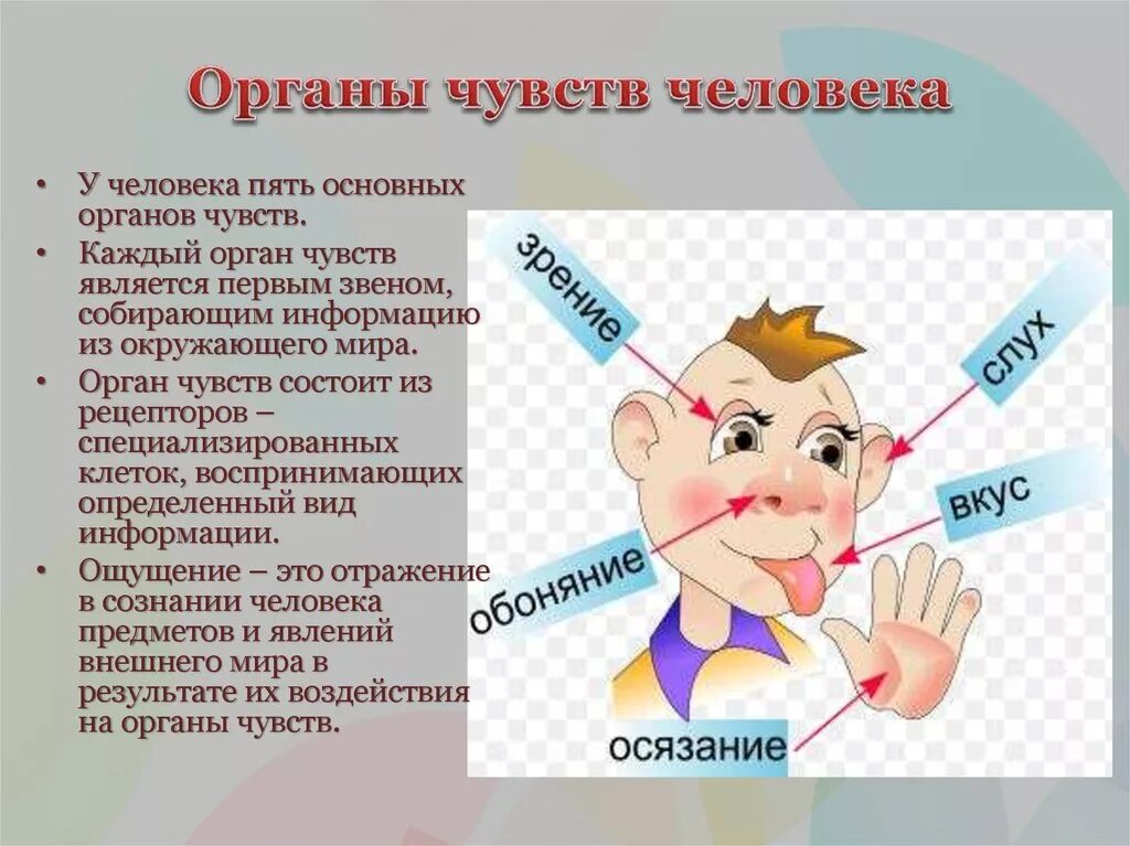 Какие люди обладают чувствительностью. Органы чувств человека. Какие органы чувств есть у человека. Перечислите органы чувств человека. Сколько органов чувств у человека.