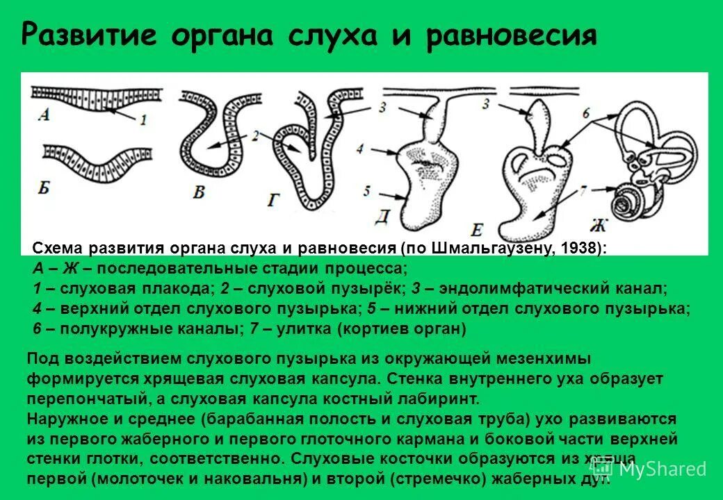 Формирование органов человека. Эмбриогенез органа слуха и равновесия. Эмбриональное развитие органа слуха. Развитие органа равновесия гистология. Схема развития слухового пузырька.