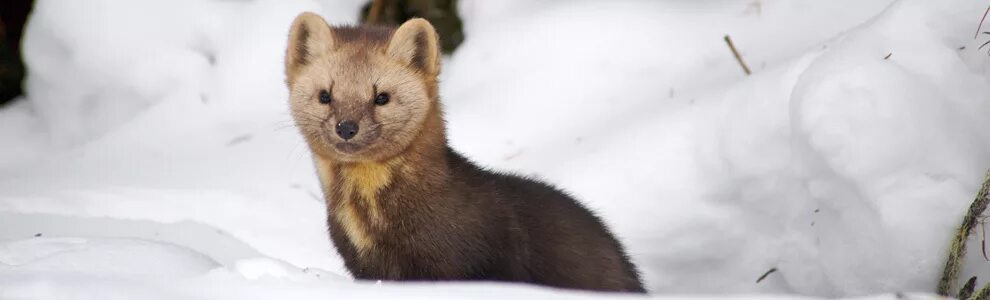 Представитель соболь. Девушка с соболем. Куньих). Баргузинский соболь домашний. Куньих).