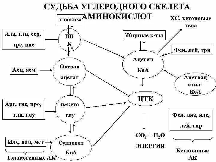 Превращение углеродного скелета аминокислот. Судьба углеродного скелета аминокислот. Схема превращения углеродного скелета ряда аминокислот. Схему превращения углеродного скелета.