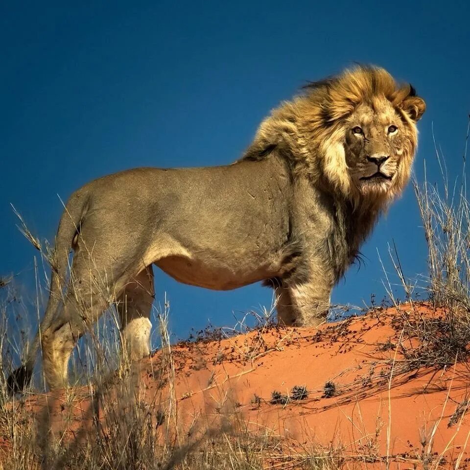 Картинки львов. Юго Западный Африканский Лев. Лев вид сбоку. Черногривый Лев ЮАР. Лев в природе.
