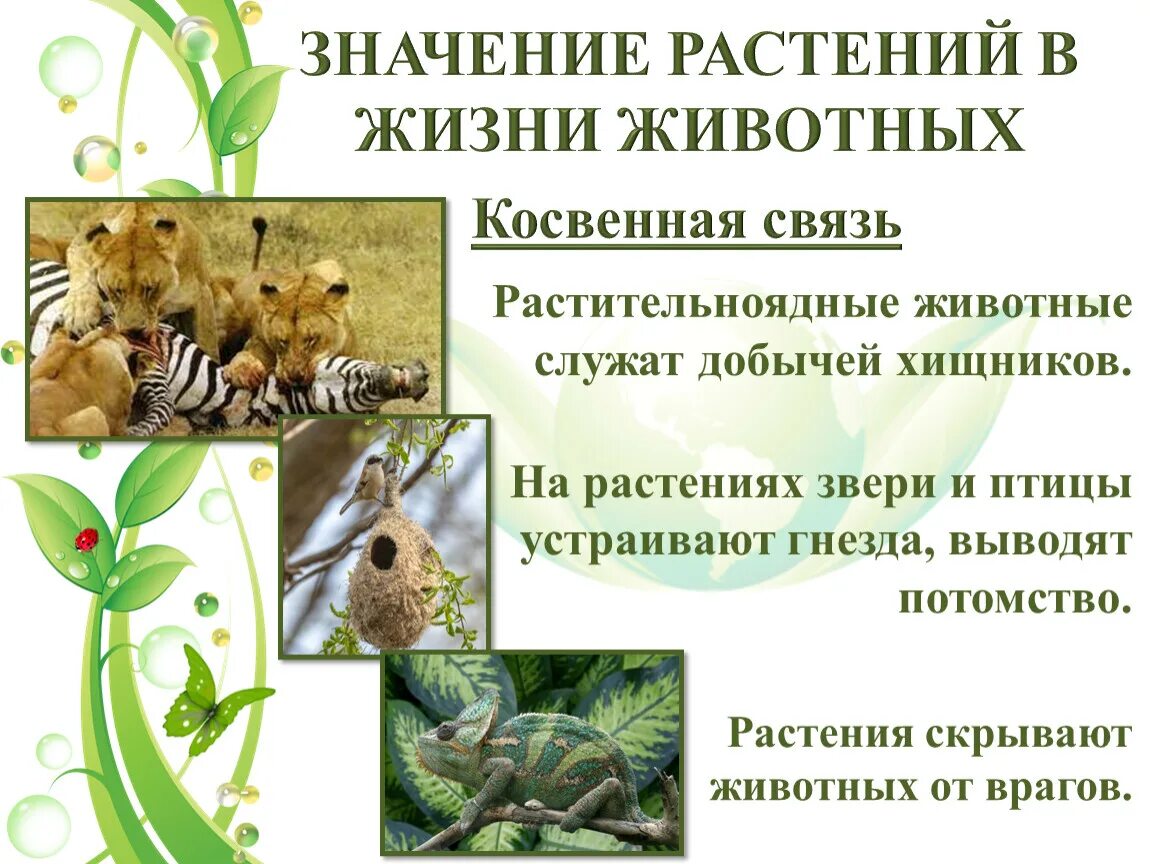 Значение растений в жизни животных. Значение растений для животных. Значение растений. Значение растений в жизни животных презентация.