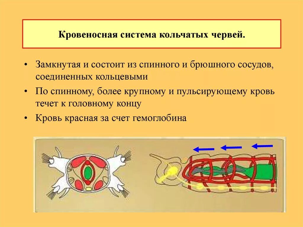 Строение кровеносной системы кольчатых червей. Кровеносная система кольчатых червей строение и функции. Кровяная система  многощетинковые черви. Кровеносная система многощетинкового червя. Кровообращение червей