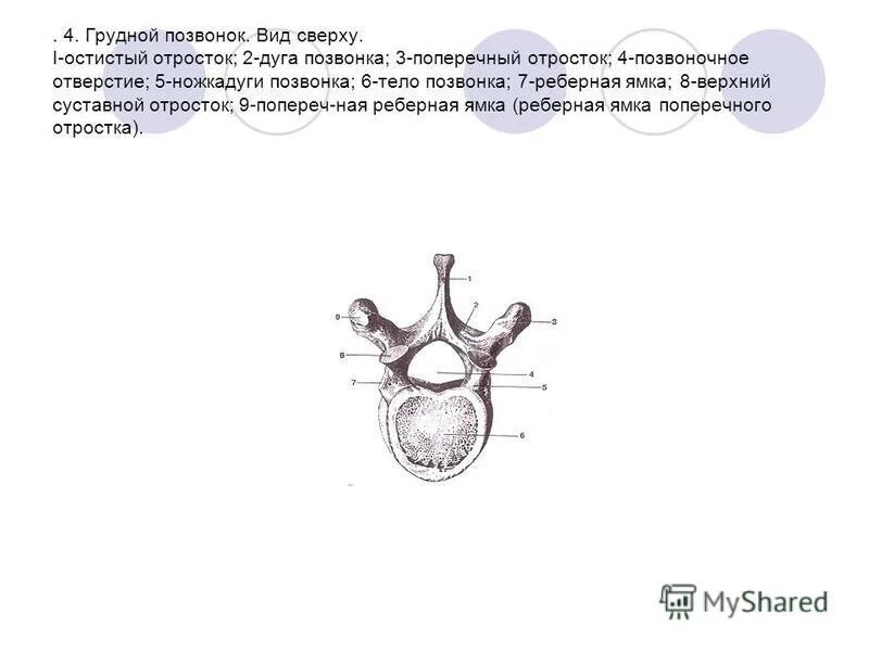 Грудной позвонок характеристика