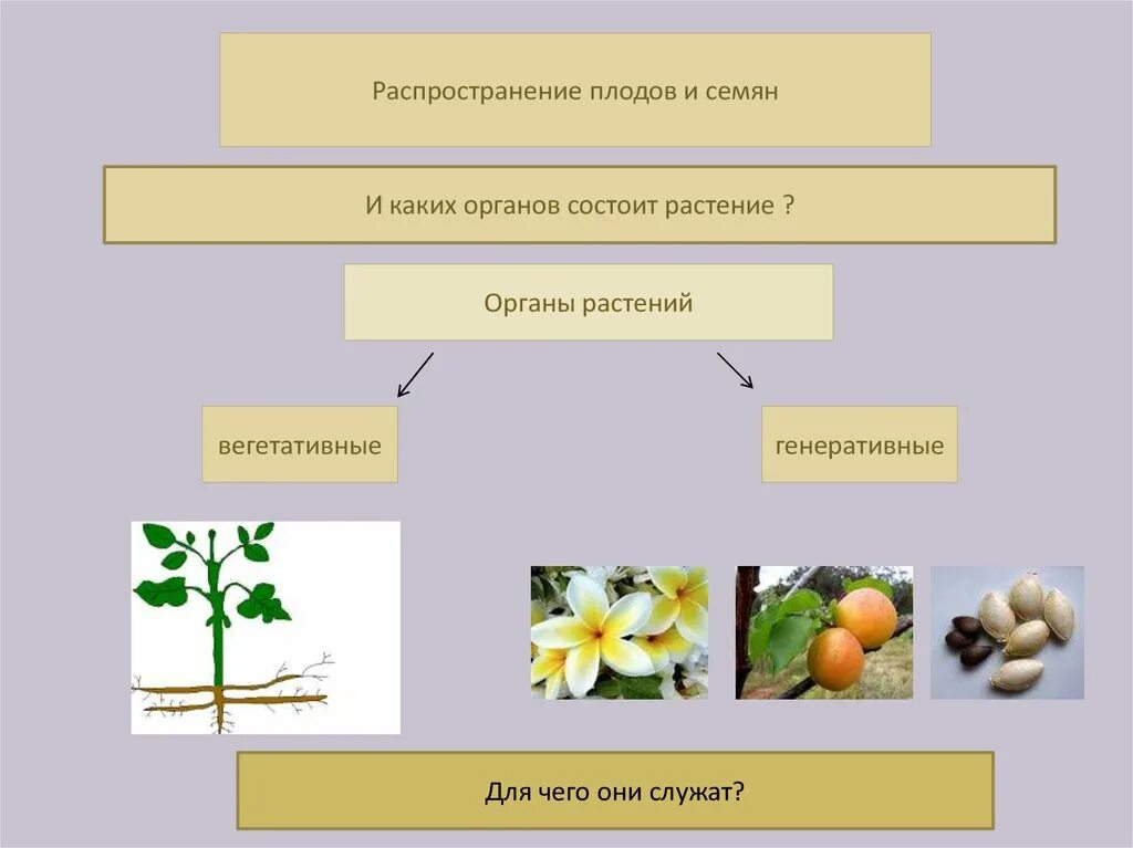 Способы распространения семян растений. Схема способы распространения плодов и семян. Распространение плодов и семян 6 класс биология. Плоды распространение плодов и семян. Распространение семян неживой природы