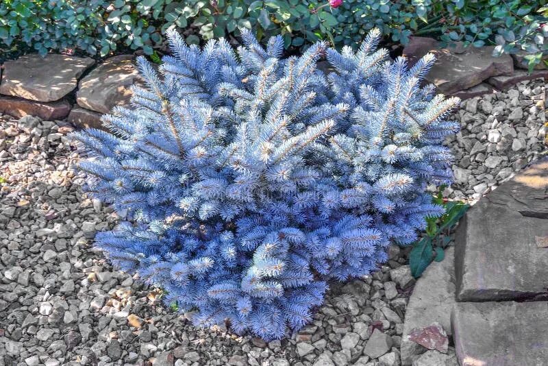 Монтгомери ель голубая. Ель Блю Перл. Picea pungens ‘Girard’s Dwarf Blue’. Picea pungens Blue Pearl. Как ухаживать за голубой