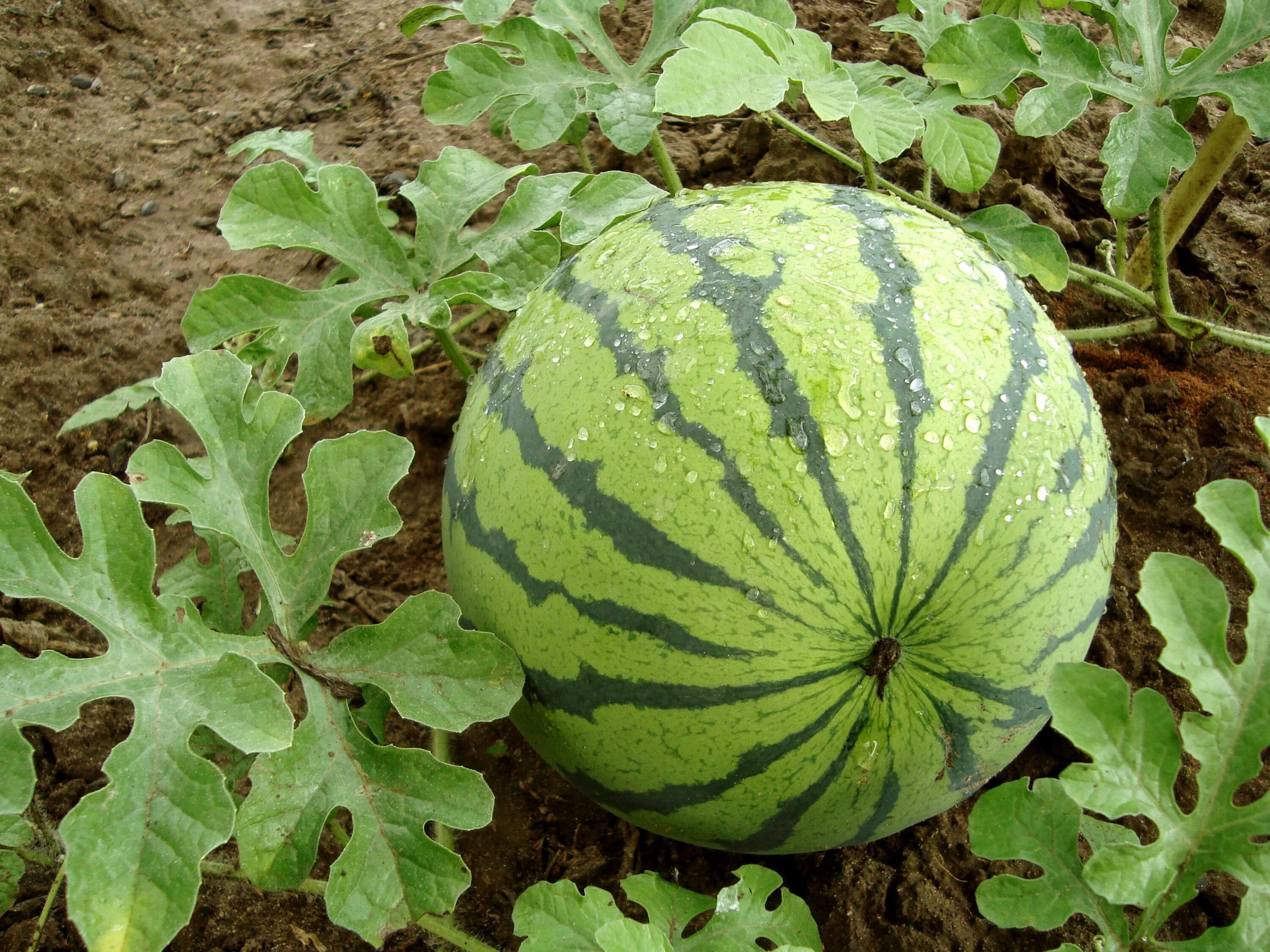 Стебель арбуза. Арбуз Романза f1. Citrullus lanatus. Арбуз Метеор. Листья арбуза.