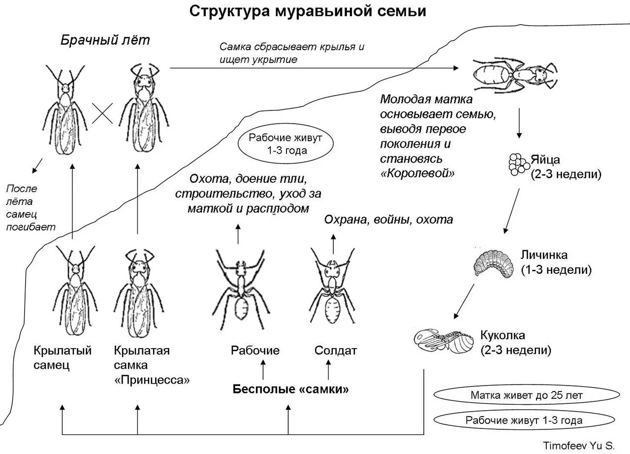 Касты муравьёв схема. Иерархия муравьёв схема. Иерархия муравьиной семьи. Иерархия муравьев в муравейнике схема. Несмотря на муравьиную склонность объединять свои