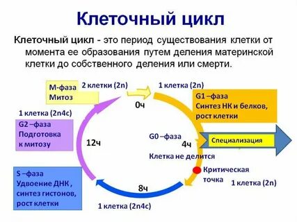 Схеме стадию клеточного цикла