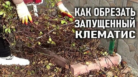 Как обрезать клематис осенью на зиму
