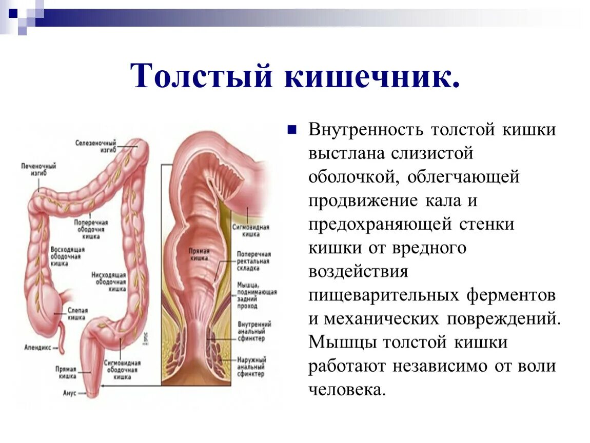 Название толстой кишки. Толстая кишка строение и функции анатомия. Толстый и тонкий кишечник анатомия строение и функции. Строение Толстого кишечника 8 класс биология. Отделы Толстого кишечника анатомия.