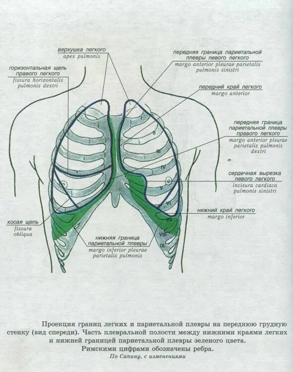 Скелетотопия границ легких. Проекция границ легких и плевры на грудную клетку. Скелетотопия плевры. Границы легких границы плевры. Задняя граница легких