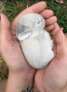 Маленькие крольчиха
