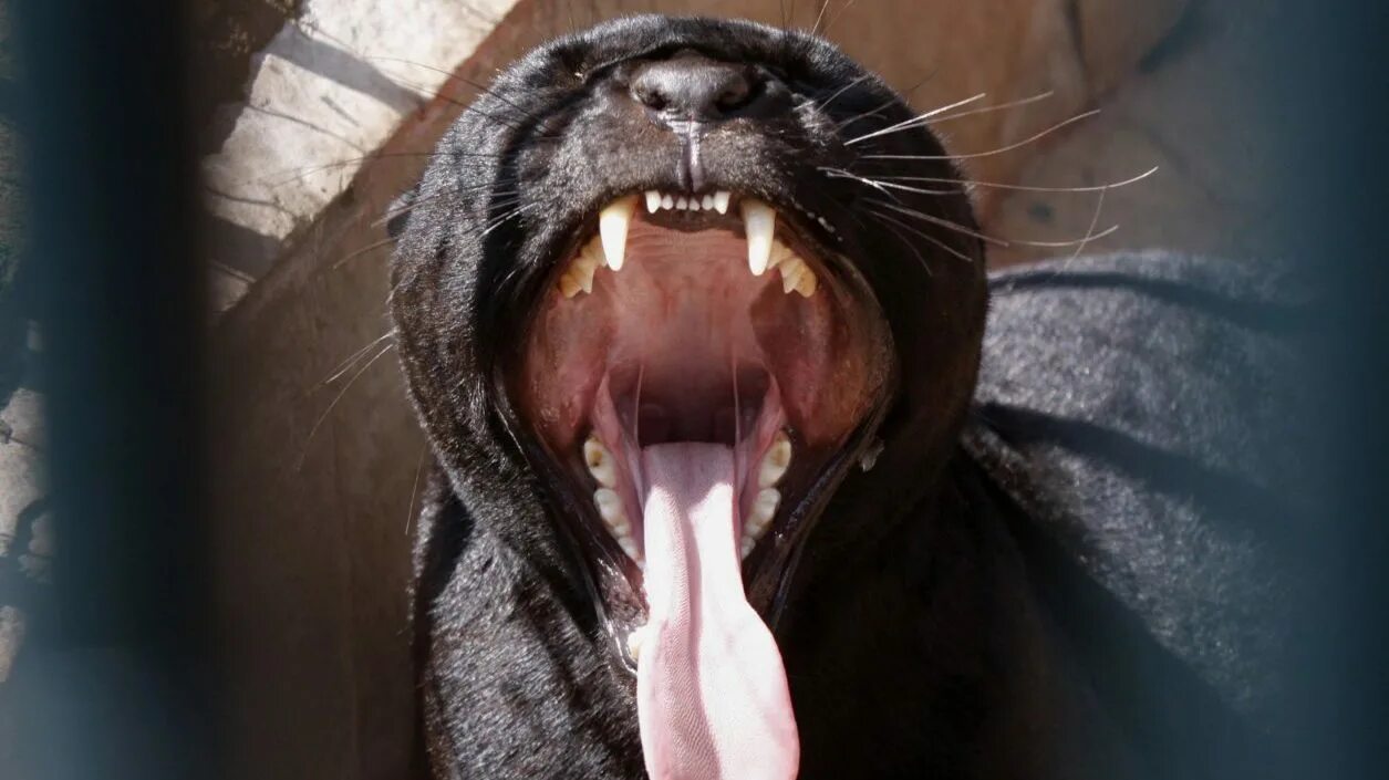 Пасть пантеры. Пантера зубы. Пантера с языком. Рот пантеры.