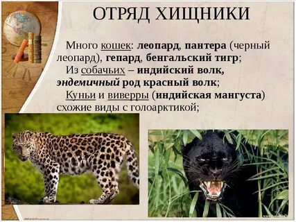 Отряд хищные таблица