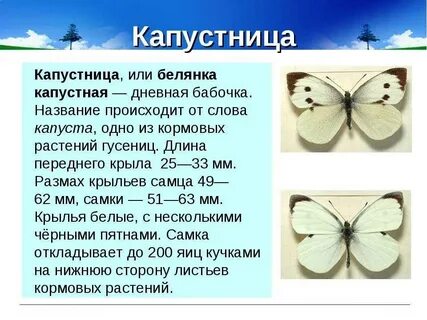 Как пишется капустница