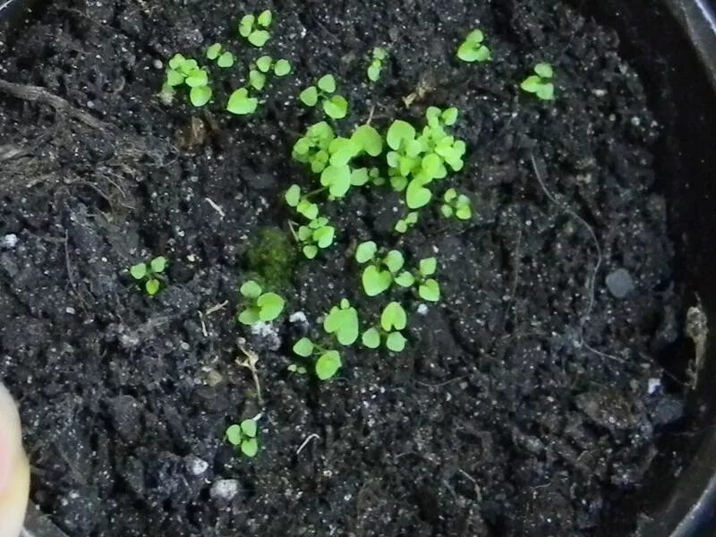 кампанула всходы. всходы колокольчика карпатского. всходы колокольчика карпатского. кампанула всходы. всходы колокольчика карпатского.