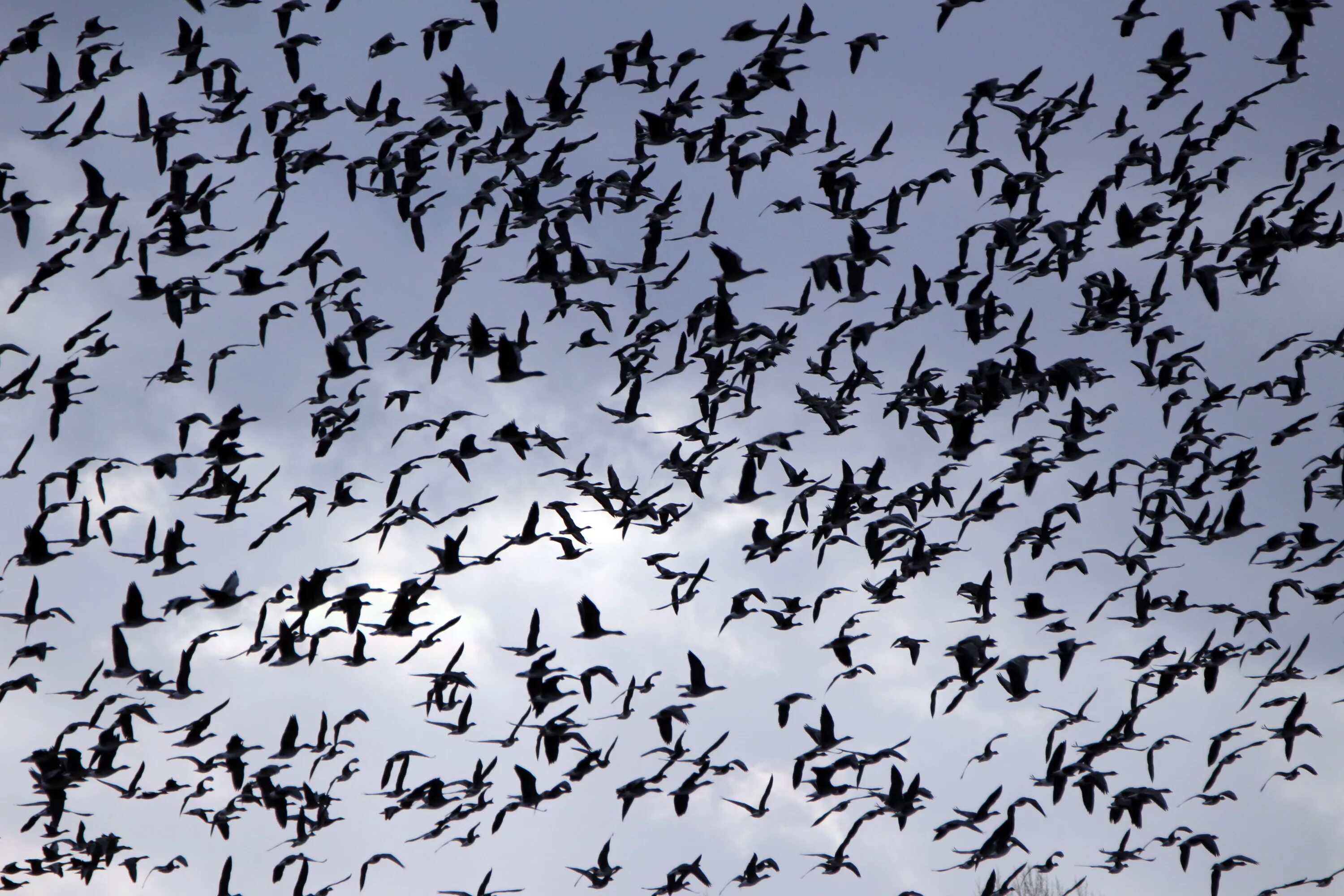 Flock of birds. Стайка птиц. Птичья стая. Миграция птиц. Стая перелетных птиц.