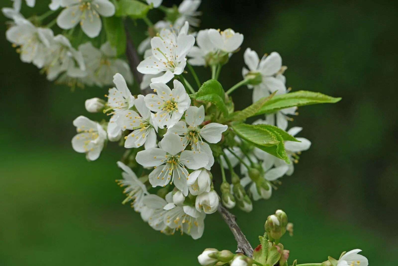 Prunus перевод. Прунус Авиум. Вишня Птичья Prunus avium Plena. Prunus avium листья. Вишня Птичья плена Prunus avium Plena.