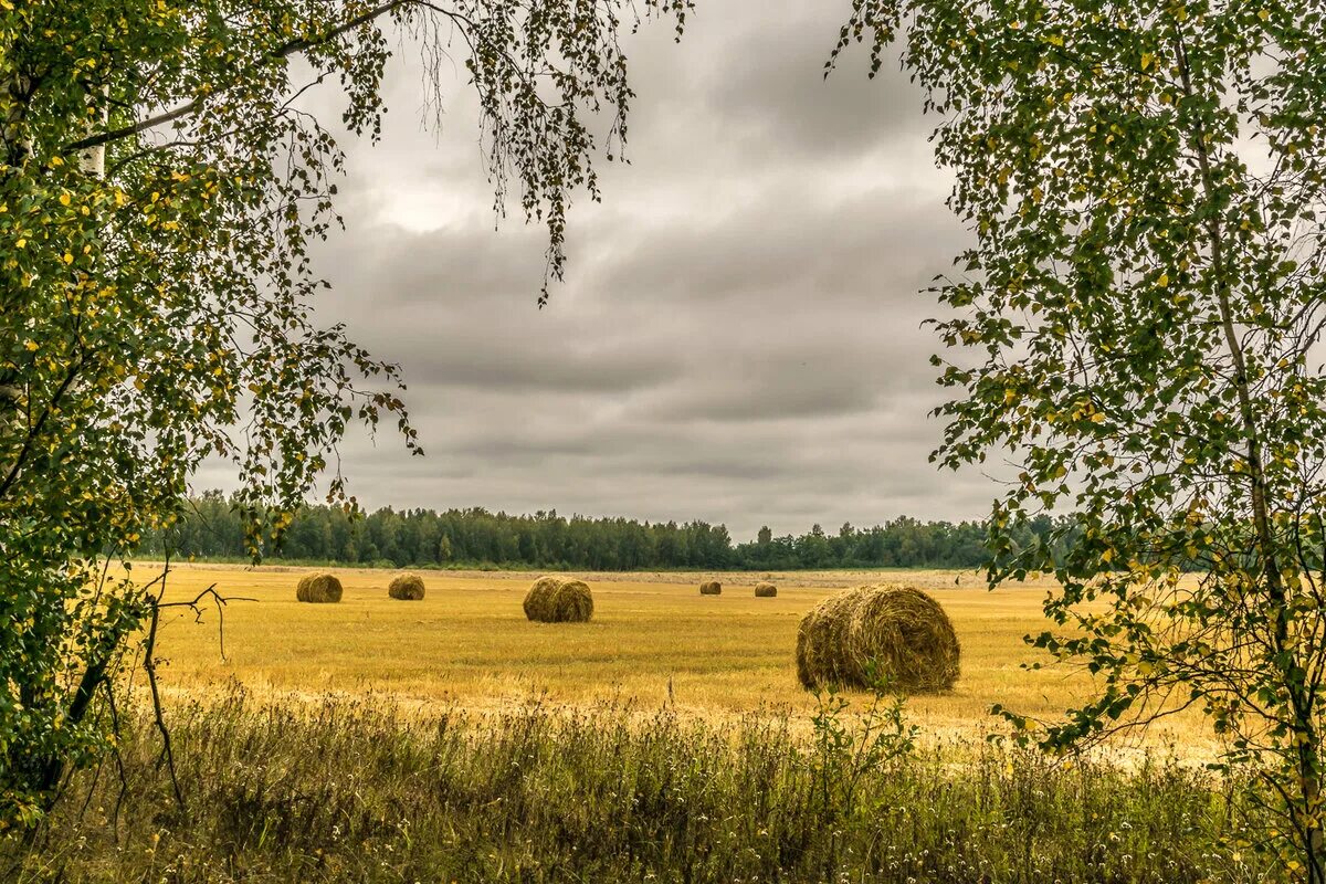 В лесу было тихо но в поле. Август. Августовская природа фото. Августовский лес фото. Лето быстрое.