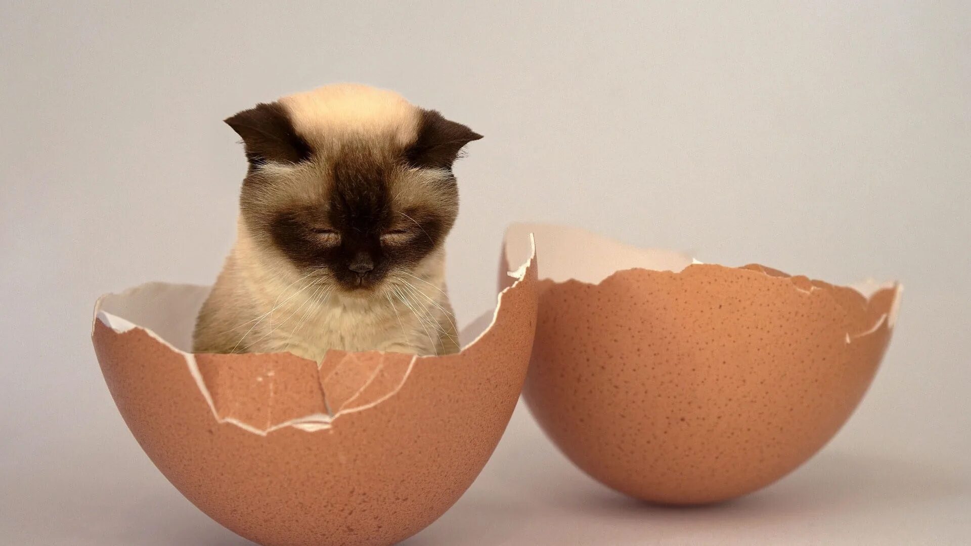 Можно котенку сырое яйцо