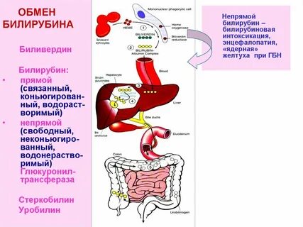 Билирубин интоксикация