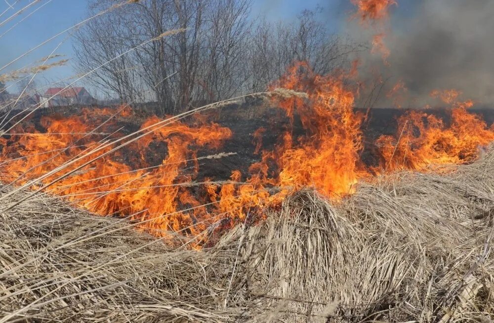 Какая трава горит. Травяной пожар. Горит трава. Весенний пал травы. Палы сухой травы.