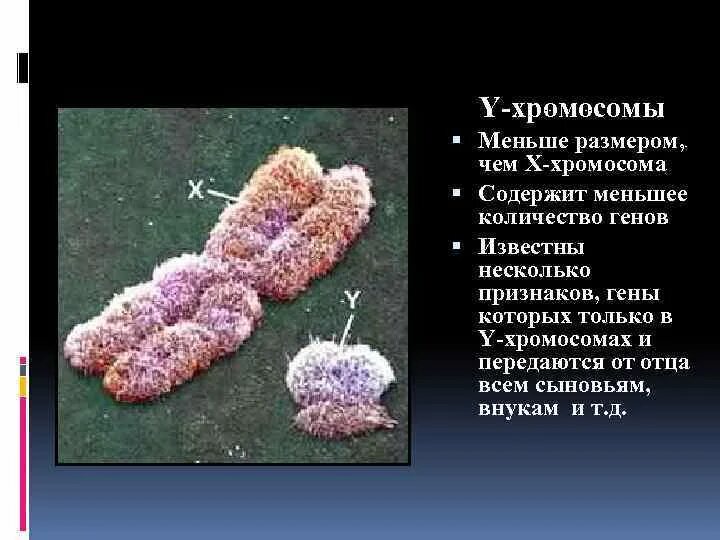 Вторая х хромосома. Половые хромосомы. X И Y хромосомы. Содержит x и y хромосомы. Половая x хромосома.